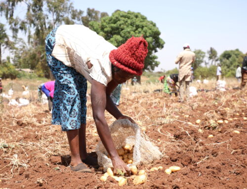 Swiss Potato Partnership in Kenya